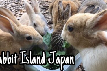 [Cutest]I petted the rabbits | Rabbit Island in Japan（大久野島/うさぎ島）