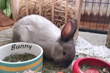 the cute bunny full hd