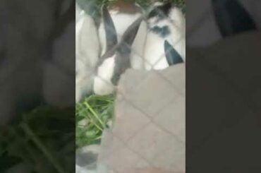 Beautiful rabbit and baby