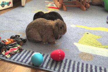 7 month old mini lop rabbits