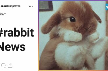 Top 10 #rabbit Posts & Updates, Starring: A look improves mood ????