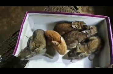 Flemish Bunnies - Gaint  Flemish Little Bunnies