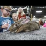 Giant rabbit breed draws crowds at Pennsylvania Farm Show 2020