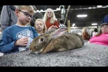 Giant rabbit breed draws crowds at Pennsylvania Farm Show 2020