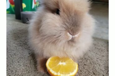 Meet My Bunny | Poppy