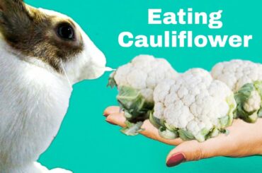 Rabbit in love with cauliflower | Adorable pet | PukuThe LapiN