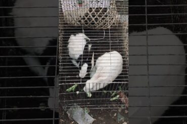 Beautiful Rabbit eating
