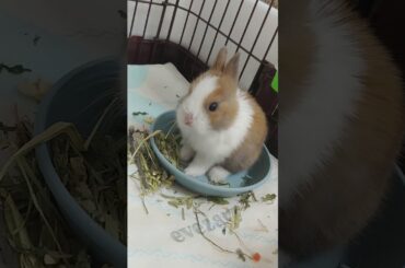 Baby rabbit enjoying life