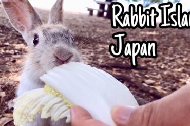 [ASMR]Cute rabbit eating chinese cabbage | Rabbit Island in Japan（大久野島/うさぎ島）