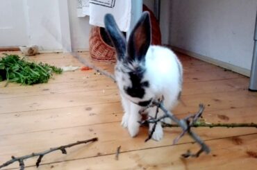 Fierce rabbit absolutely destroys stuff