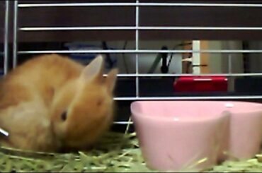 Cute Bunny Rabbit grooms herself Part 10.Netherland Dwarf