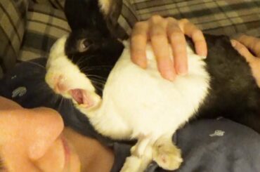 Sleeping Rabbit Active Dreaming