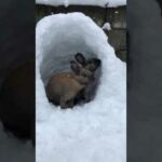 Cute: Bunnies play in the snow in Cheney