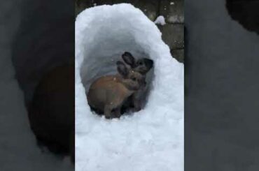 Cute: Bunnies play in the snow in Cheney
