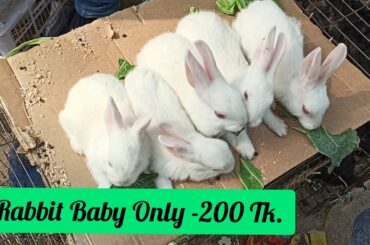 খরগোশের বাচ্চা বিক্রি করা হবে | Rabbit Baby at Mirpur-1 number market | Dhaka | Bangladesh |