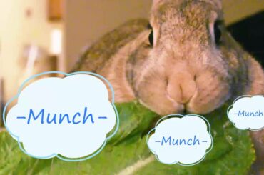 Bunny Boy Super Cute