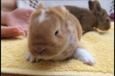 Red Baby Bunnies: Surprise Litter