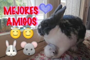 HAMSTER Y CONEJO SON AMIGOS! FUNNY RABBIT, CUTE MOUSE.🐰🐭