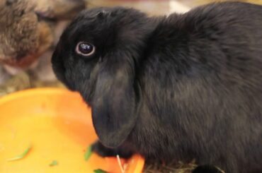 6 month old mini lop rabbits