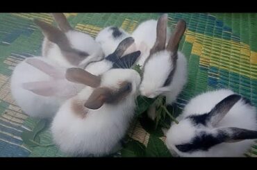 The cutes baby bunnies | 🐇🐇🐇🐰🐰