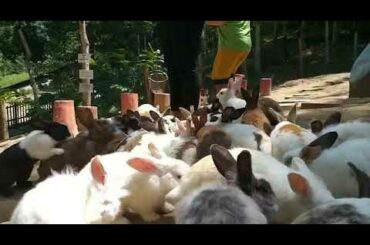 Those bunny are so cute