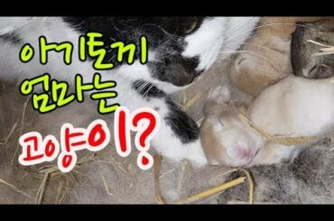 아기토끼 엄마는 고양이.Baby rabbit mom cat.