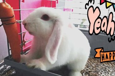 Conejito Belier y su soporte casero para poner la zanahoria y Cute bunny. 🐇🥕