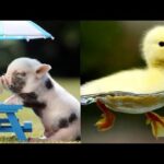 Baby Animals ❤️Funny Animals Videos Compilation Cute Moment of the Animals