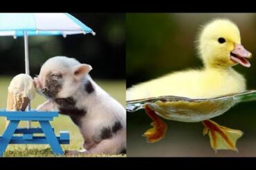 Baby Animals ❤️Funny Animals Videos Compilation Cute Moment of the Animals