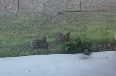 Cute Bunnies In My Backyard :3