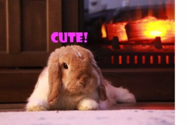 Adorable bunny cleaning her face - Mini Holland Lop