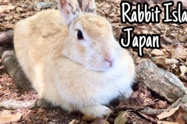 [So cute]Rabbit Sitting | Rabbit Island in Japan（大久野島/うさぎ島）