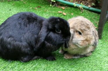 3 year old mini lop rabbits ♡