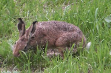 2 bunny rabbits playing with another bunny rabbit.