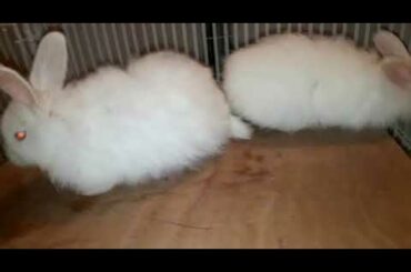 Giant Angora Rabbit Bunnies White