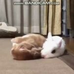 Cute And funny rabbits video