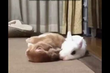 Cute And funny rabbits video
