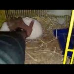 Rabbit Feed Boiled Maize And Wheat -  Best Feed For Rabbits