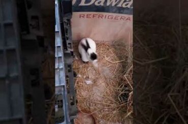 Californian Female Rabbit Preparing For Delivery Part 1