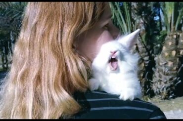 Conejito Gracioso en el Parque, cansado tanto de Jugar! Cute Bunny.