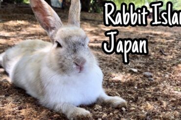 The cuteness of the rabbit seduced me | Rabbit Island in Japan（大久野島/うさぎ島）