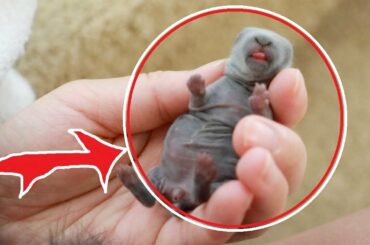 Кролик умер, а кролики родились. Новорожденные крольчата. Какие кролики самые маленькие