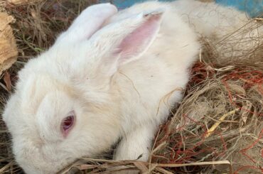 Rescue Cute Rabbit From Nets Trapped
