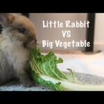 LITTLE RABBIT VS BIG VEGETABLE