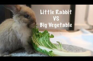 LITTLE RABBIT VS BIG VEGETABLE
