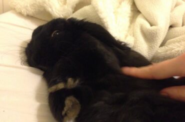 Mini lop bunny loves sleeping next to her human ♥