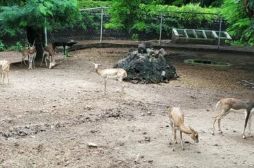 Cute baby deer animals.. Status..