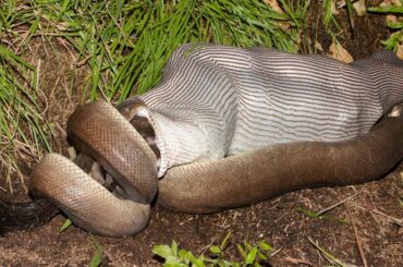 Primitive Man & Boy Saves Family Rabbit From Python Attack - Big Snake Attack On Rabbit