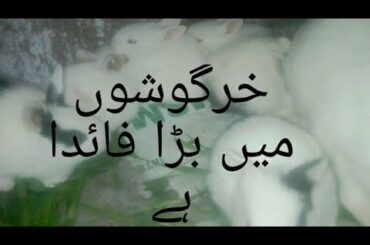 My rabbit has given 6 cute baby bunnies