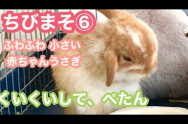 【ちびまそ⑥】ふわふわ小さい赤ちゃんうさぎのクイクイっ【Baby rabbit washing face】